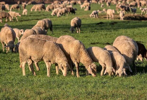 Alarming increase in attacks by dogs on sheep in Ireland