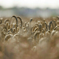 EU to reduce agricultural imports from Ukraine  AFP
