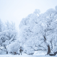 LATVIA-RIGA-WEATHER-RIME SCENERY