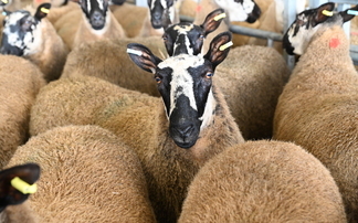 Pregnant ewes stolen from farm during height of lambing season