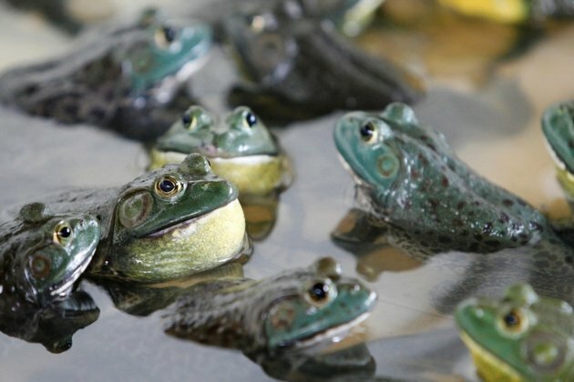 Invasive Reptiles and Amphibians Cost World $17 Billion
