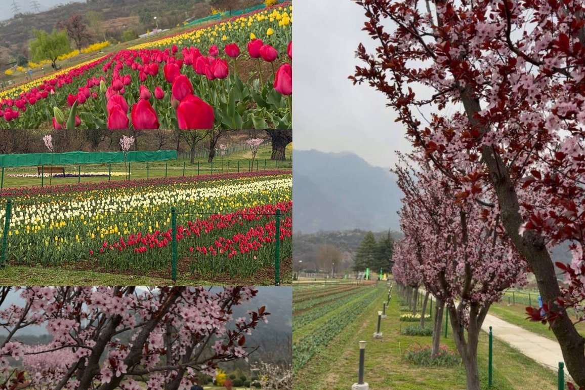 J-K CM shares glimpses of 'Asia's largest tulip garden in Srinagar'