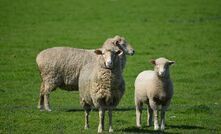 Around 75 per cent of US lamb imports are sourced from Australia. 