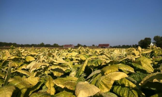 Scientists boost plant yield by 40% through 'genetic hack' Scientists boost plant yield by 40% through 'genetic hack'