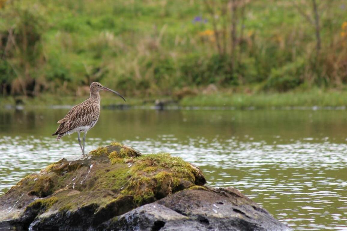 Nesting birds disturbed on Upper Lough Erne, PSNI reveal