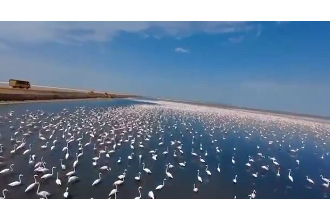 'Flamingo city' in Kutch to Blackbucks in Chhattisgarh: PM Modi hails local conservation efforts reshaping human-nature relations
