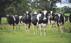 Welsh Government announces changes to bovine TB Inconclusive Reactor policies