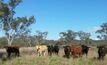 Cattle grazing on a KEPCO property at Bylong.
