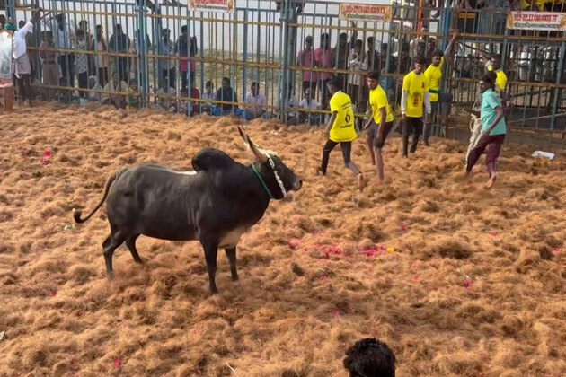 Grand Jallikattu competition kicks off at Trichy