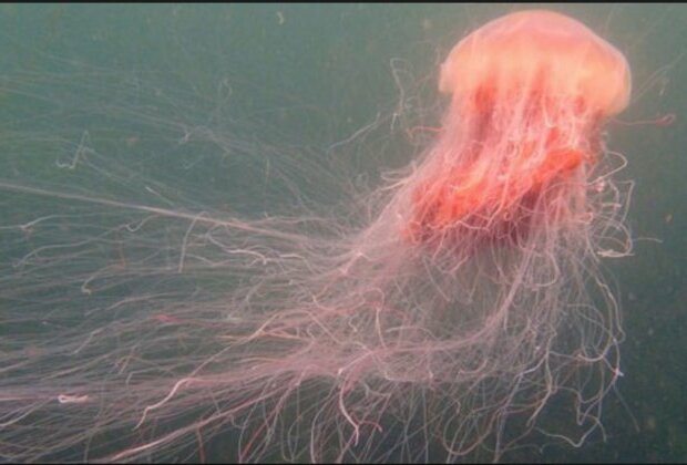 Watch out for these giant venomous jellyfish!