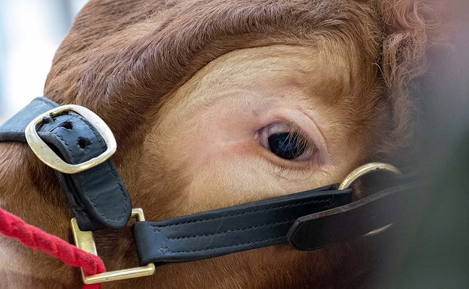 Change at the top for British Limousin Cattle Society