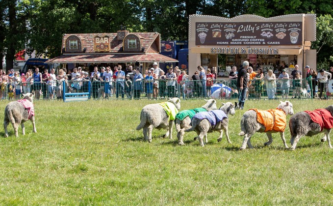 The sheep racing event has been a popular element of the show for years (Barton Carnival)