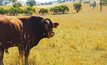Cattle consortium withdraw Kidman bid