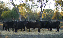 Spring calving cows may need some extra attention