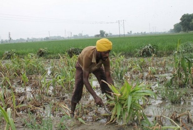 Green Revolution set off chain of cultural transformations, shaped Punjab villagers' lives, says report