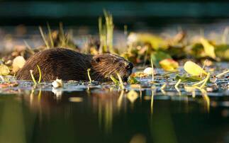 Beavers to be released in south-west England in bid to boost biodiversity