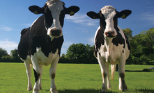 ABS announces new bovine sexing technology