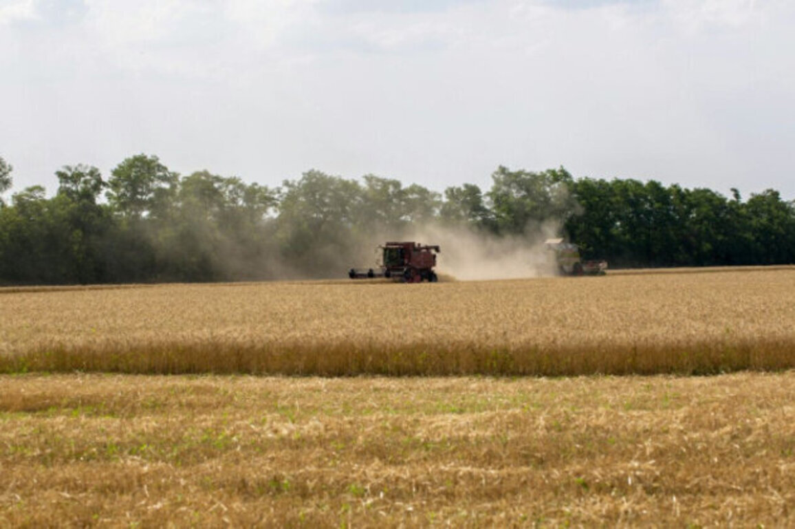Fuel Price Surge Raises Wheat Production Costs in Bulgaria