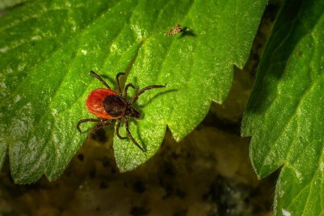 Researchers solve puzzles surrounding parasite immunity and development