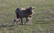 Worm control in prime lambs