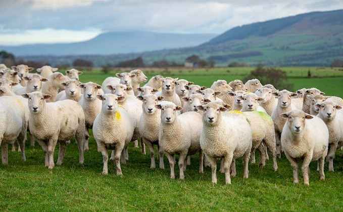 UK livestock farmers facing higher feed prices due to 'quirk' in tariff regime