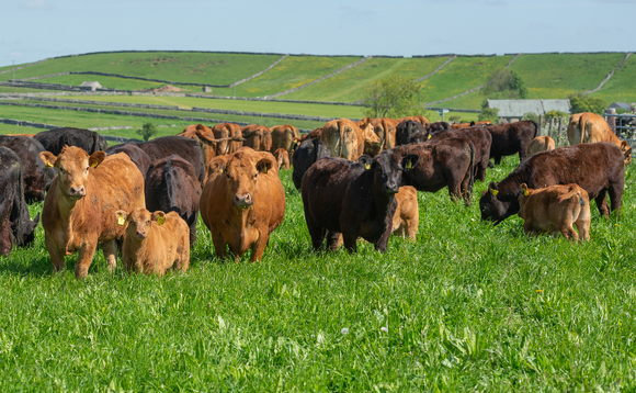 The value of knowing metabolic status of suckler cows