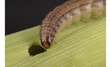  Grain growers need to be vigilant and keep an eye out for fall armyworm. Image courtesy GRDC.