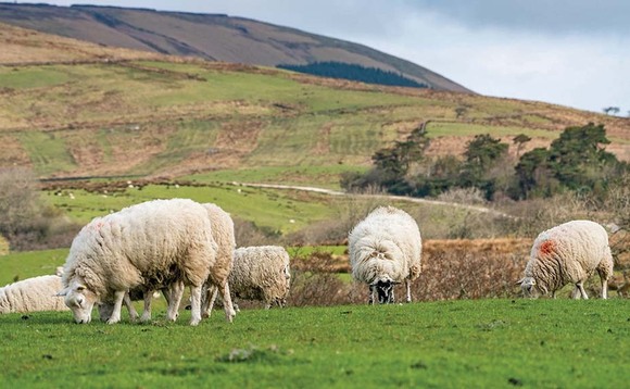 Sheep special: Plan ahead to make the most of the breeding season