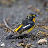 CHINA-FUJIAN-MIGRANT BIRDS (CN)