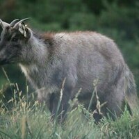 North Korea's hidden wildlife trade: new research reveals state involvement