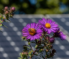 Solar's wildlife benefits, SBTi rows, and curbing flight demand: BusinessGreen's most read stories of the week