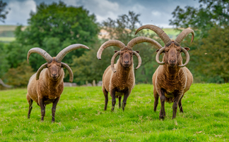 Two iconic UK sheep breeds under urgent priority category on new rare breeds Watchlist 