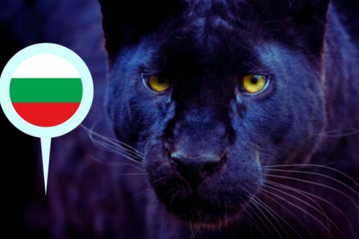 Back From the Shadows: The Black Panther Roams Bulgaria Once More! 