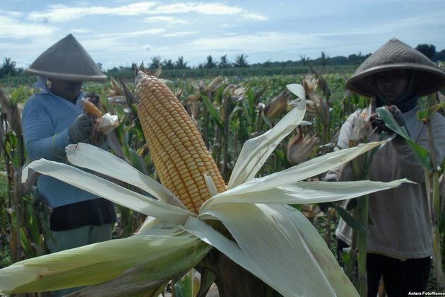 Indonesia Food Sovereignty Remains Elusive