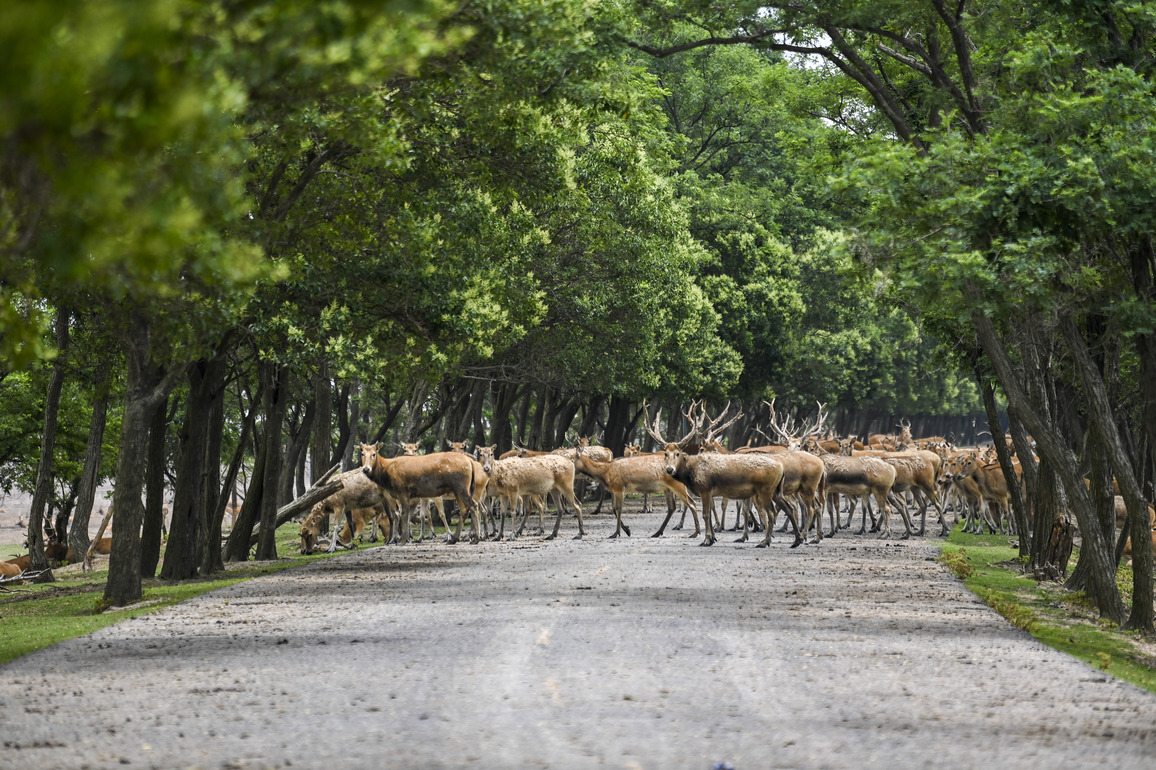CHINA-JIANGSU-NATIONAL NATURE RESERVE-MILU DEER (CN)