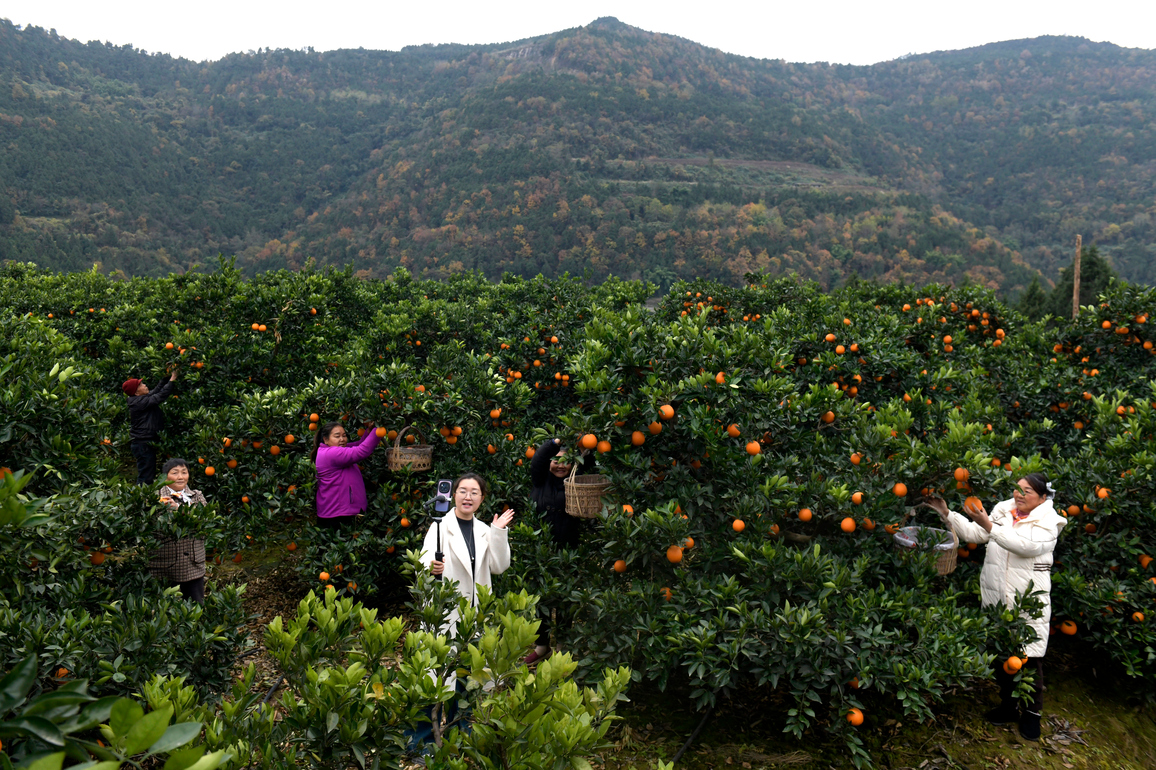 (SichuanMosaics)CHINA-SICHUAN-GUANGYUAN-RURAL DEVELOPMENT-SPECIALTIES-LIVE-STREAMING (CN)