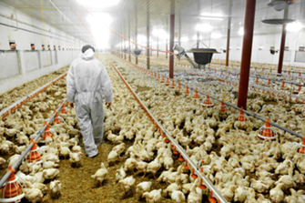 Wyoming sees first human case of H5N1 amid rising bird flu infections