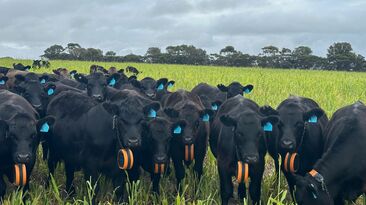 Stantons fitted 200 breeding cows with Gallagher's eShephard neckbands in June, as part of a trial.