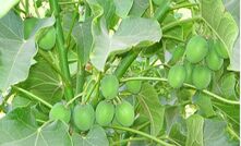 Jatoil grows jatropha holdings