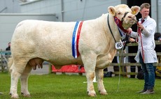 Charolais rearing twin calves tapped out as Balmoral inter-breed beef winner