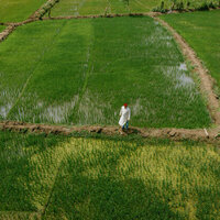 AI is transforming weather forecasting - and that could be a game changer for farmers around the world