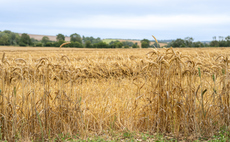 'I have never seen quality as bad as this': Scottish farmers fear 'financial crisis' as early harvest takes its toll