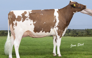 Auction mart sales round-up: Pedigree Holstein to 11,000gns; Aberdeen-Angus production sale, pedigree sheep showcase to £8,200 and Gisburn dairy to £3,700