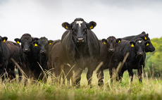 Surge in popularity of sugar beet in cattle diets
