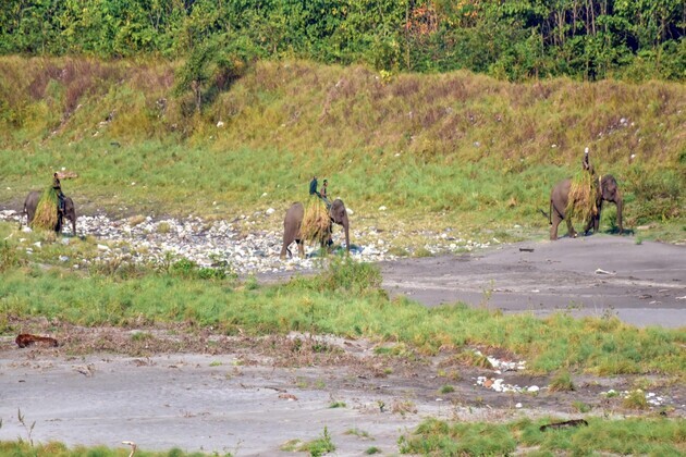 Assam's 1st dedicated Grass Nursery inaugurated in Manas National Park