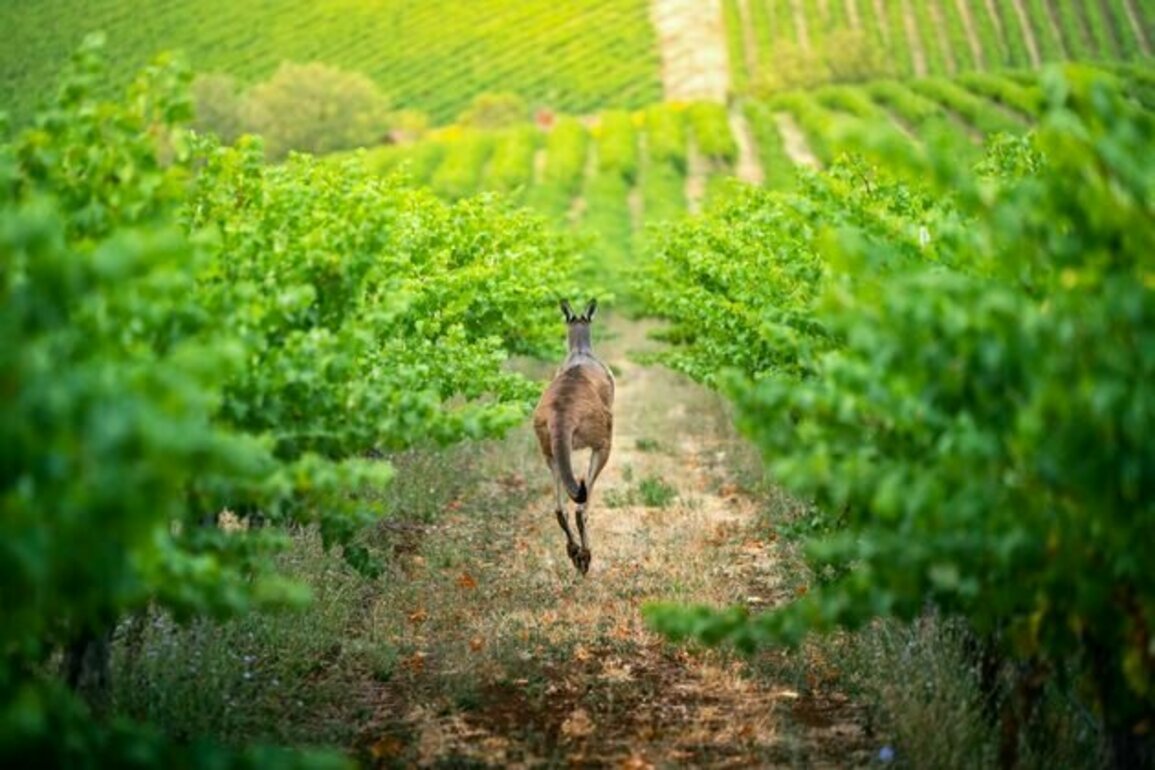 Wine is still Australia's most popular alcoholic drink - but many producers face an uncertain future