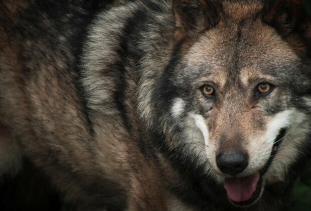 Mixed reactions as France prepares to simplify wolf culling rules