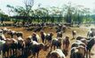 Graziers' prepare for wormy weather