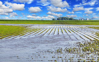 Study: Record winter rain could cut UK food self-sufficiency by almost 10 per cent