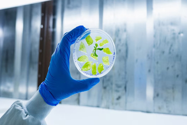 Israel's PlantArcBio wins US, South Korea patents for crop gene-editing platform
